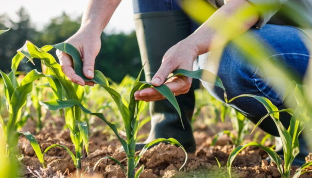 Nový biostimulátor vyvinutý českými vědci snižuje spotřebu hnojiv v zemědělství