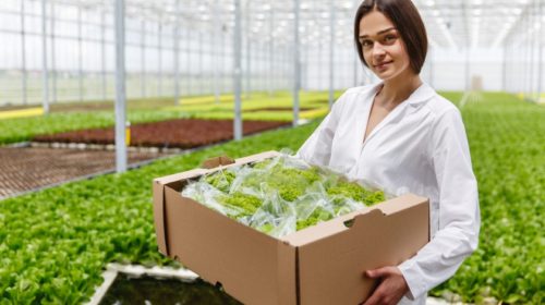 greenhouse food B2BNN